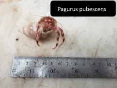 Northern Atlantic Hairy Hermit Crab thumbnail 4