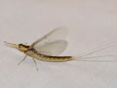 Pentagenia vittigera thumbnail 1