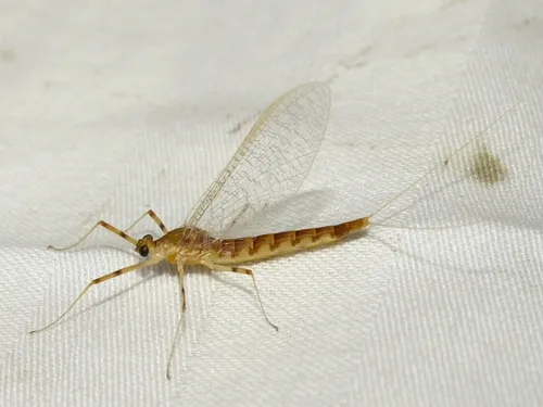 White Sand-river Mayfly