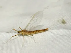 White Sand-river Mayfly thumbnail 1