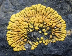 Ringed Firedot Lichen thumbnail 3