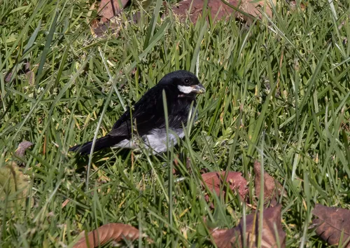 Lesson's Seedeater