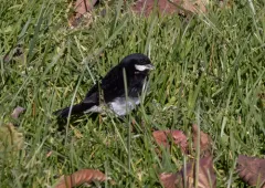 Lesson's Seedeater thumbnail 1
