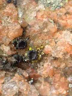 Carbonea vitellinaria thumbnail 2