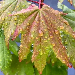 Vine Maple thumbnail 3