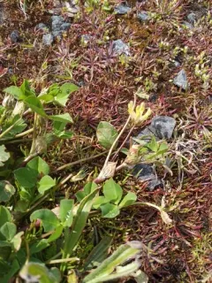 bull clover thumbnail 3