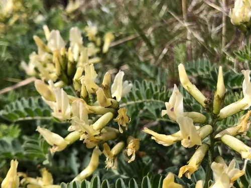 Whited's Milkvetch