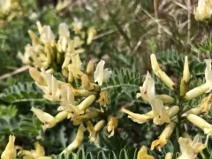 Whited's Milkvetch thumbnail 1