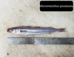 Blue Whiting thumbnail 2