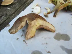 brown-net bolete thumbnail 1