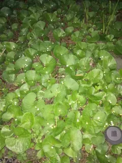Winter Heliotrope thumbnail 4