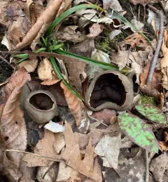 Veined Cup thumbnail 4