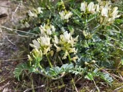 Whited's Milkvetch thumbnail 2