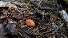 Lactarius silviae thumbnail 2
