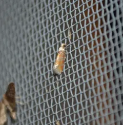 White-Pine Shoot Borer Moth thumbnail 3