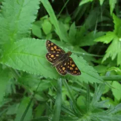 Arctic Skipper thumbnail 1