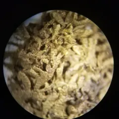 Jubula pennsylvanica thumbnail 2