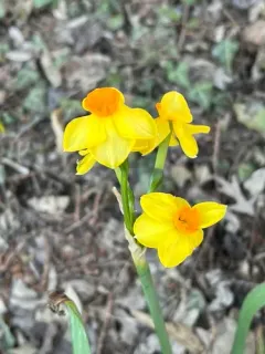 Bunch-flowered Daffodil thumbnail 2