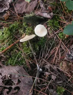 Entoloma conicum thumbnail 4