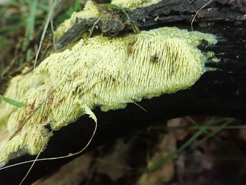 Sarcodontia amplissima