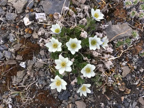 Little Belt Mountain Thimbleweed