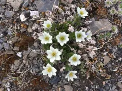 Little Belt Mountain Thimbleweed thumbnail 1