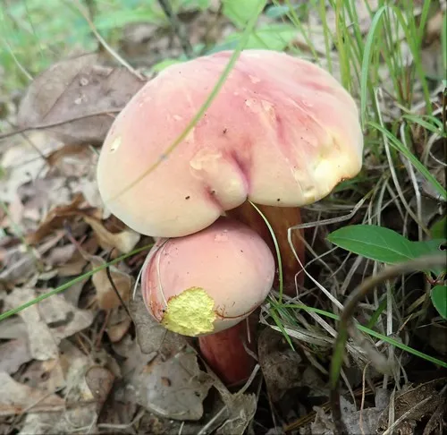Bouillon Bolete