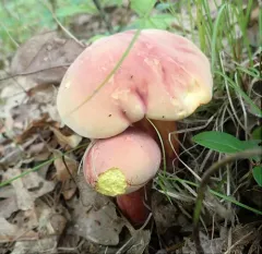 Bouillon Bolete thumbnail 1