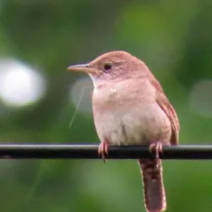 Northern House Wren thumbnail 3