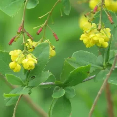 European barberry thumbnail 2