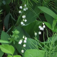 European lily of the valley thumbnail 2