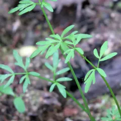 water hemlock thumbnail 2