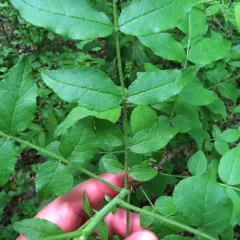 northern prickly ash thumbnail 3