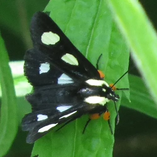 Eight-spotted Forester Moth