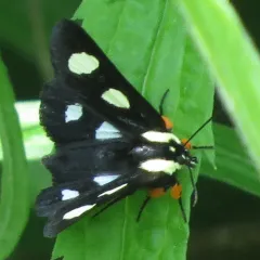 Eight-spotted Forester Moth thumbnail 1