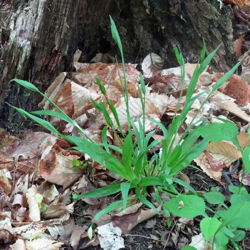 White Bear Sedge