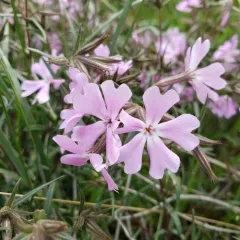 showy phlox thumbnail 4
