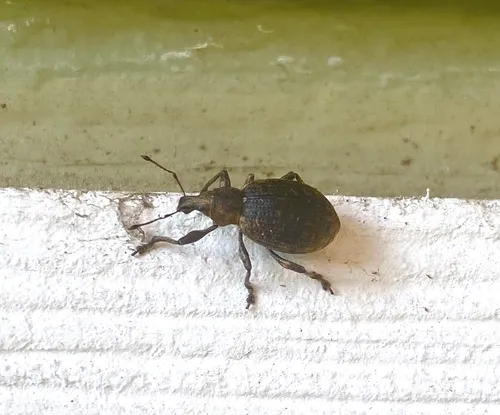 chequered weevil