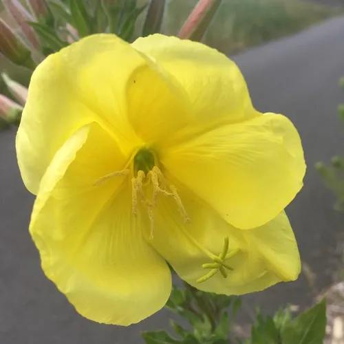 Large-flowered Evening-primrose