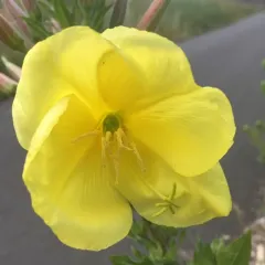 Large-flowered Evening-primrose thumbnail 1