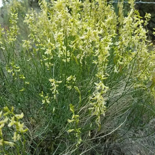 basalt milkvetch