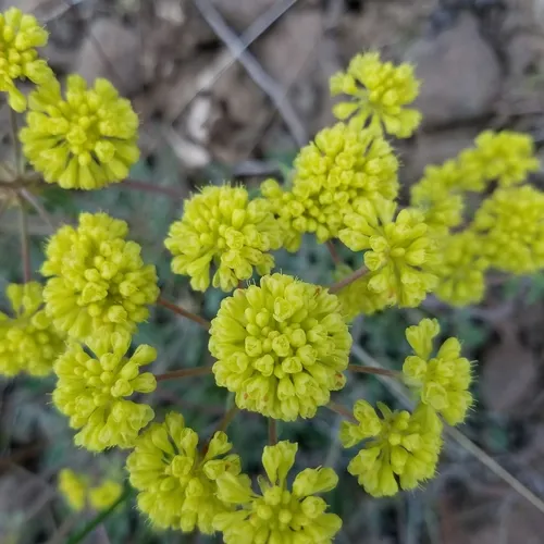 sulfur buckwheat
