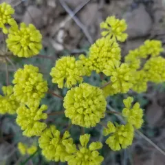 sulfur buckwheat thumbnail 1