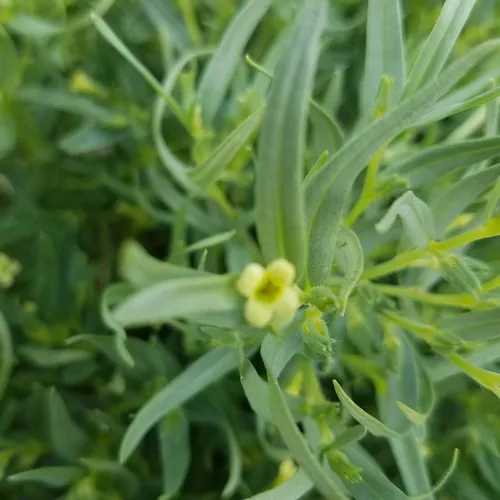western stoneseed