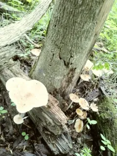 Oudemansiella limonispora thumbnail 1