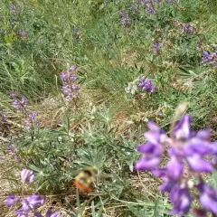 Great Basin Bumble Bee thumbnail 4