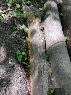 Coprinellus radians thumbnail 1