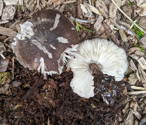 Pluteus primus