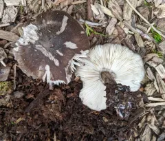 Pluteus primus thumbnail 1