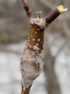 Boxelder Twig Borer Moth thumbnail 2